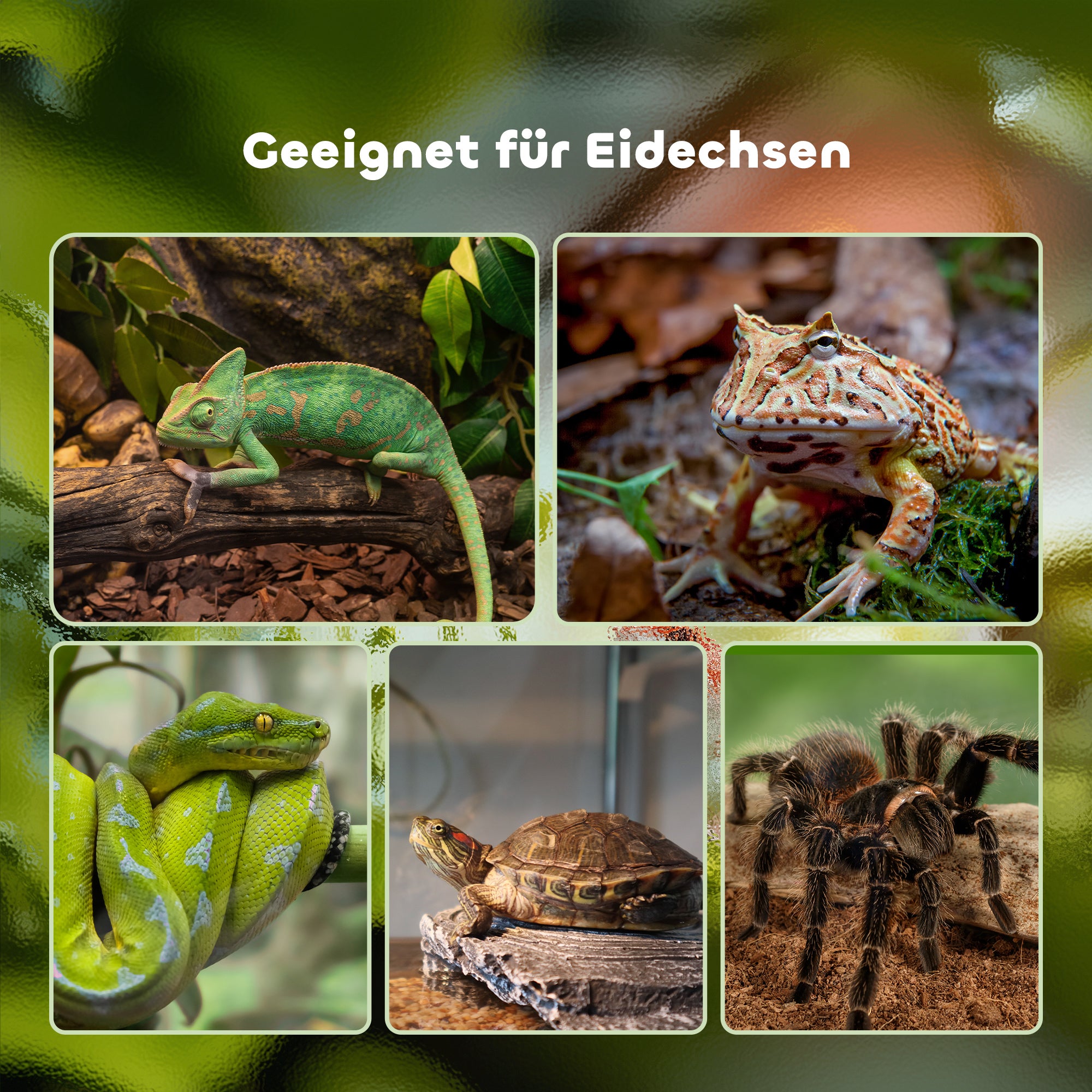 PawHut Terrarium für Reptilien Reptile Fütterungsbox Glasterrarium Amphibien Spinnentiere mit Thermometer Reptilienzuchtbox Metall Schwarz 50 x 30 x 35 cm