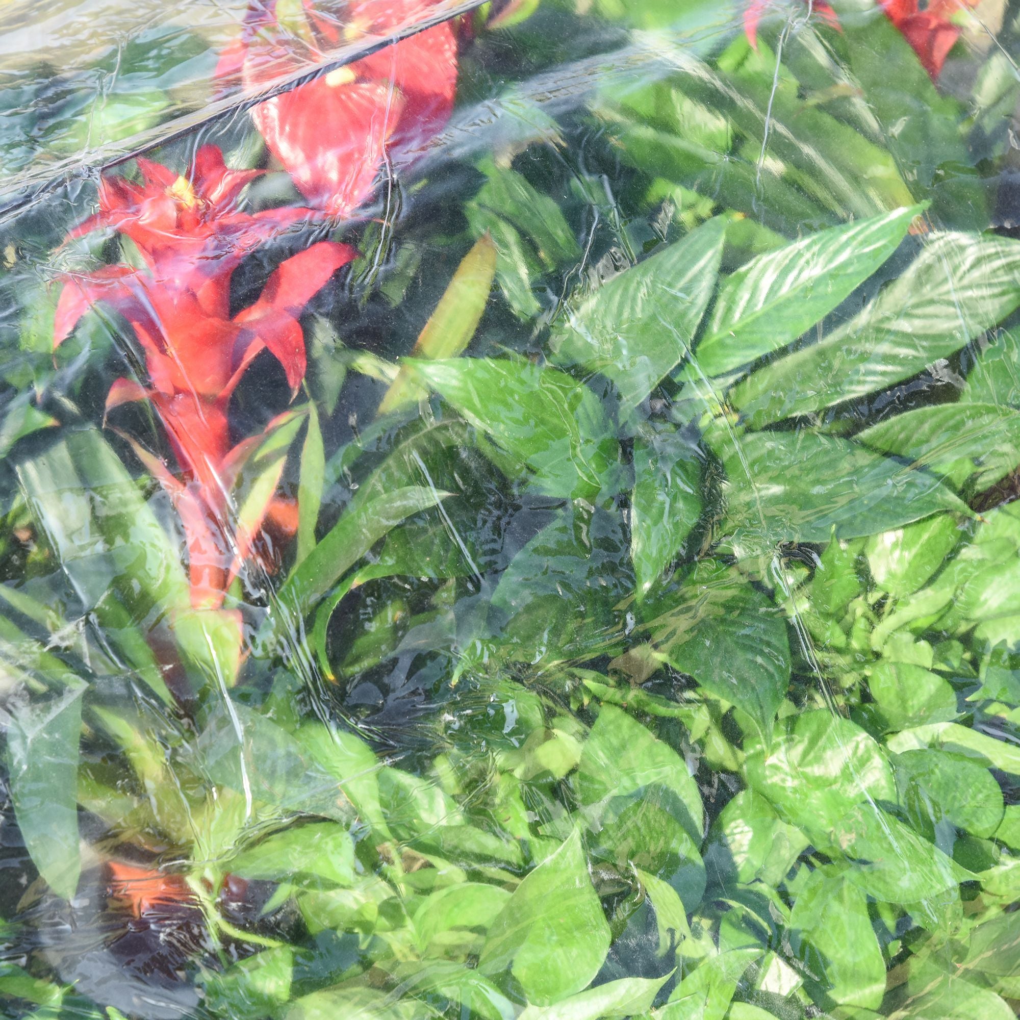 Outsunny c Treibhaus Tomatenhaus Frühbeet kunststoff Stahl Transparent 120 x 79 x 53 cm