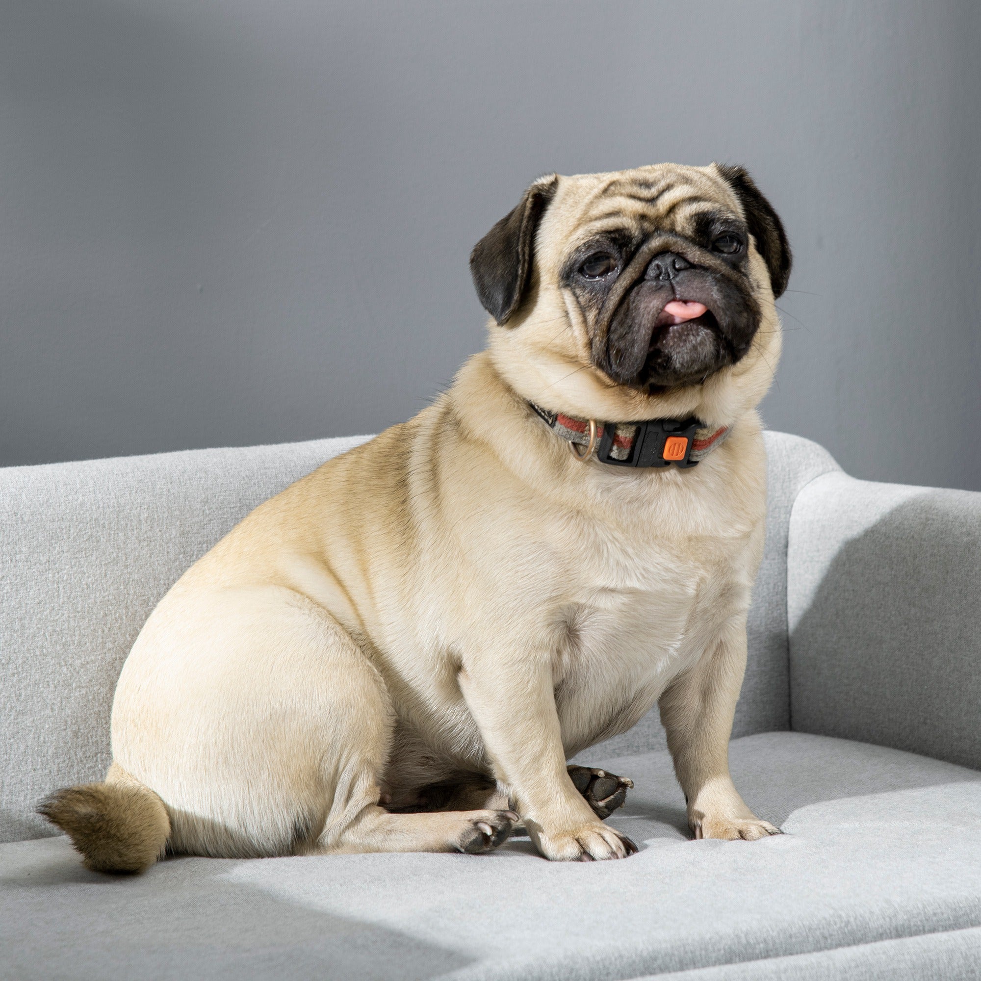 PawHut Hundesofa mit Weichem Bezug Haustiersofa mit Holzbeinen Hundebett 82 x 54 x 36 cm