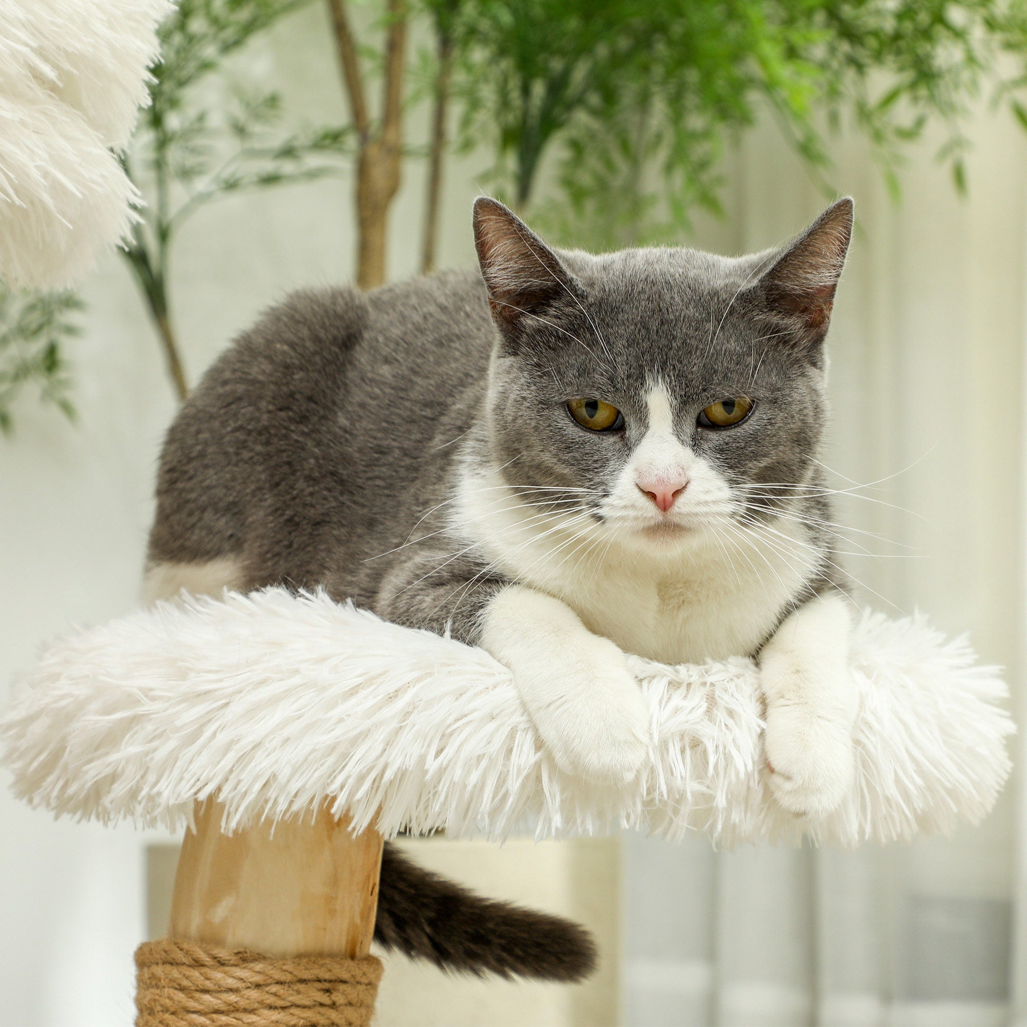 PawHut Katzenbaum, 61,5 cm, mit Katzenbett, Kratzpfosten, Sprungplattform, Spielzeugball, für Katzen bis zu 5 kg, Weiß